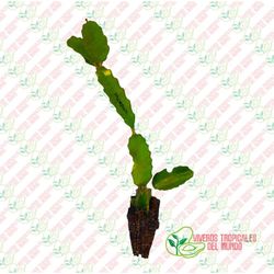 Pitaya JC03 (Hylocereus ssp)