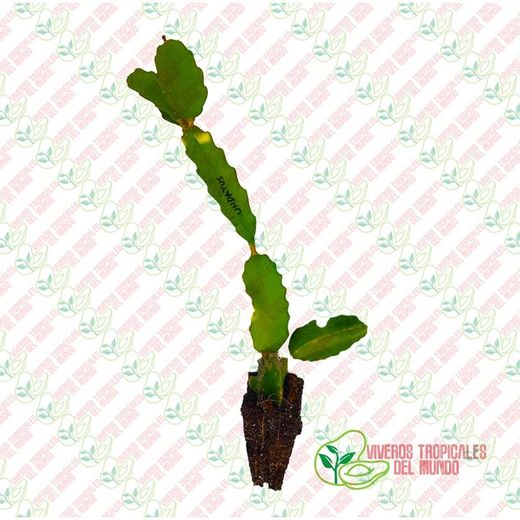 Pitaya JC03 (Hylocereus ssp)