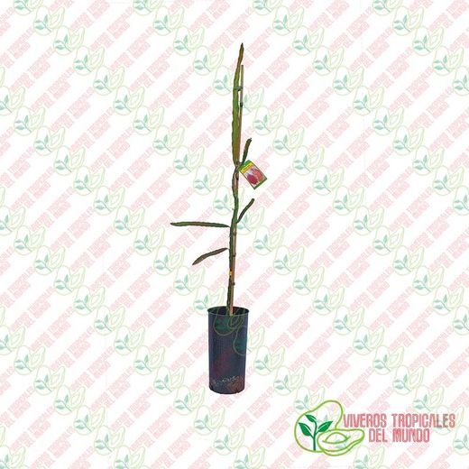 Pitaya JC05 (Hylocereus Ocamponis)