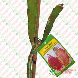 Pitaya JC05 (Hylocereus Ocamponis)