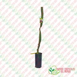 Pitaya Marmel1 (Hylocereus Hybridum ssp)