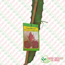 Pitaya Marmel1 (Hylocereus Hybridum ssp)