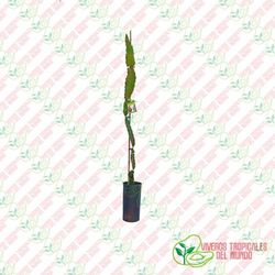 Pitaya undatus (Hylocereus Undatus)