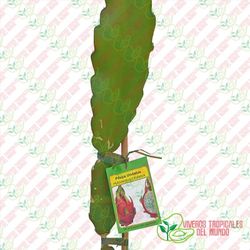 Pitaya undatus (Hylocereus Undatus)