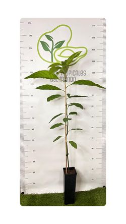 Planta de Aguacate Deganya 117 – Planta Lista para Siembra