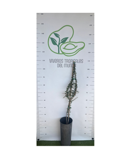 Planta de Argán injertado