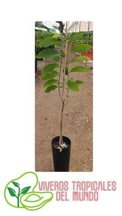 Planta Atemoya Viva en Maceta – Árbol Frutal Tropical