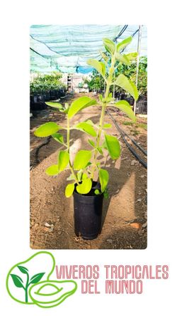 Planta Boldo Viva en Maceta – Planta Medicinal para Jardín y Cultivo en Casa