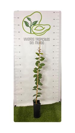 Planta de Ciruela del Gobernador - Fácil de Cultivar y Productiva