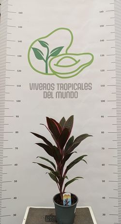 Planta Cordyline Rumba (Cordyline Fruticosa) M-12