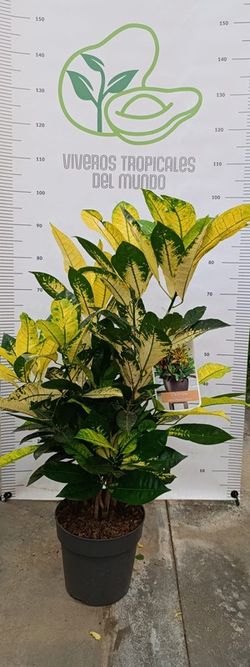 Planta Croton Basilia (Codiaeum variegatum) M-22