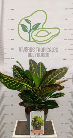 Planta Crotón Petra (Codiaeum variegatum) M-19