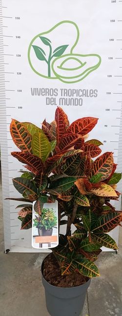 Planta Crotón Petra Ramificado (Codiaeum variegatum) M-22