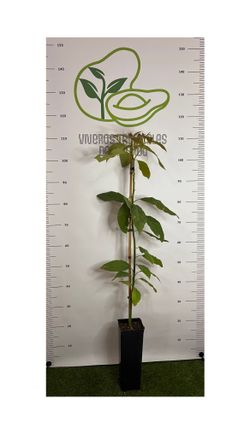 Planta de Aguacate Ettinger injertado en patrón Degania en maceta 2,5L