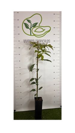 Planta de Aguacate Pinkerton injertado (patrón Degania) en maceta 2,5L