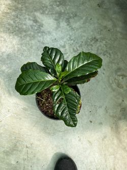Planta de café (Coffea o Cafeto) Planta de 1 año