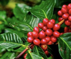 Planta de café (Coffea o Cafeto) Planta de 1 año