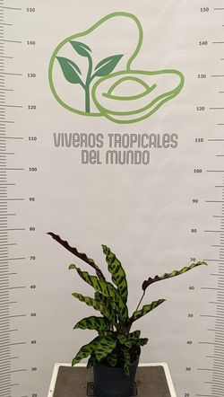 Planta de Calathea 'Insignis' (Goeppertia) M-14