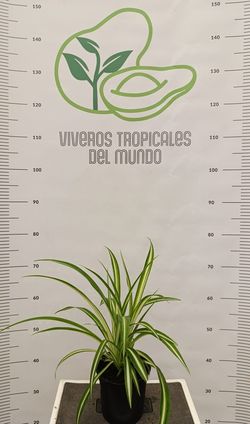 Planta de Cinta (Chlorophytum comosum, Lazo de Amor) M-13