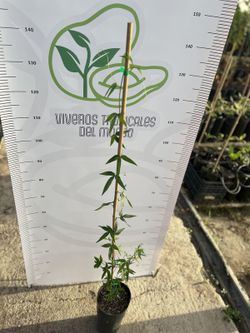 Planta de Curuba o Taxo (passiflora taxo)