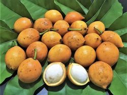 Planta de Garcinia Brasilensis o Bacupari (Garcinia Gardneriana) planta pequeña 10 cm