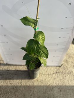 Planta de Granadilla o Granada China (Passiflora Ligularis)