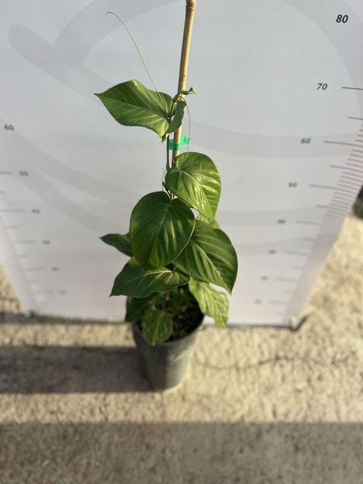 Planta de Granadilla o Granada China (Passiflora Ligularis)