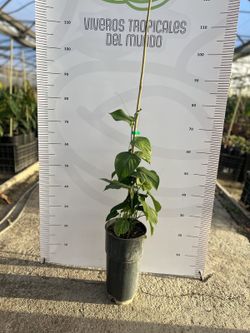 Planta de Granadilla o Granada China (Passiflora Ligularis)