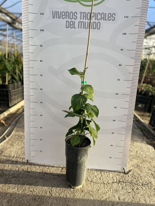 Planta de Granadilla o Granada China (Passiflora Ligularis)