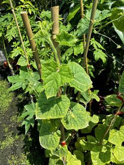 Planta de Kiwano (cucumis metalíferos) Planta de 1 año
