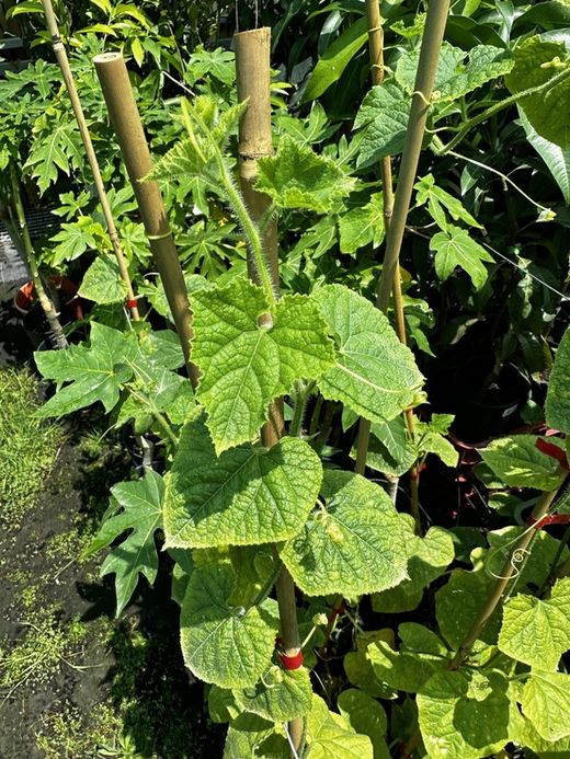 Planta de Kiwano (cucumis metalíferos) Planta de 1 año