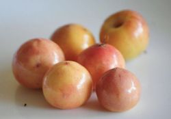 Byrsonima crassifolia en Maceta – Planta de Nance Tropical con Frutos Comestibles