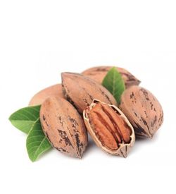 Planta de Nogal Pecano o Pecan  (Carya illinoiensis) Planta de 1 año 50 cm