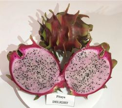 Planta de Pitaya Delight Autofertil (Hylocereus) Planta de 2 años.