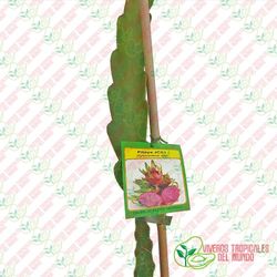 Planta de Pitaya Royal Reed ( Autofertil) Planta de 2 años