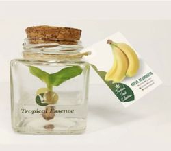 Planta de Platanera invitro