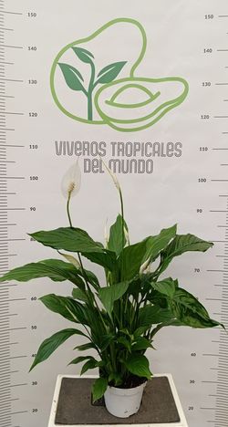 Planta de Spathiphyllum (Spathiphyllum Wallasii, Flor de la Paz) M-13