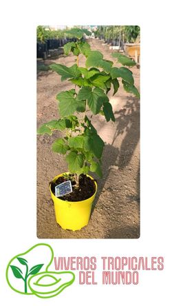 Planta Grosella Negra Viva en Maceta – Planta Frutal para Cultivo en Casa