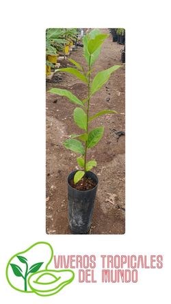 Planta Jackfruit Viva en Maceta – Árbol Frutal Tropical para Cultivo en Casa