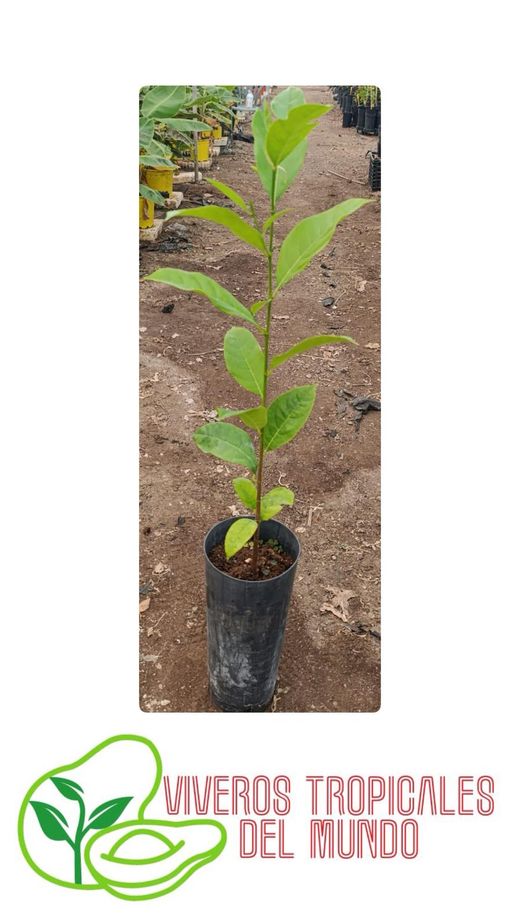 Planta Jackfruit Viva en Maceta – Árbol Frutal Tropical para Cultivo en Casa