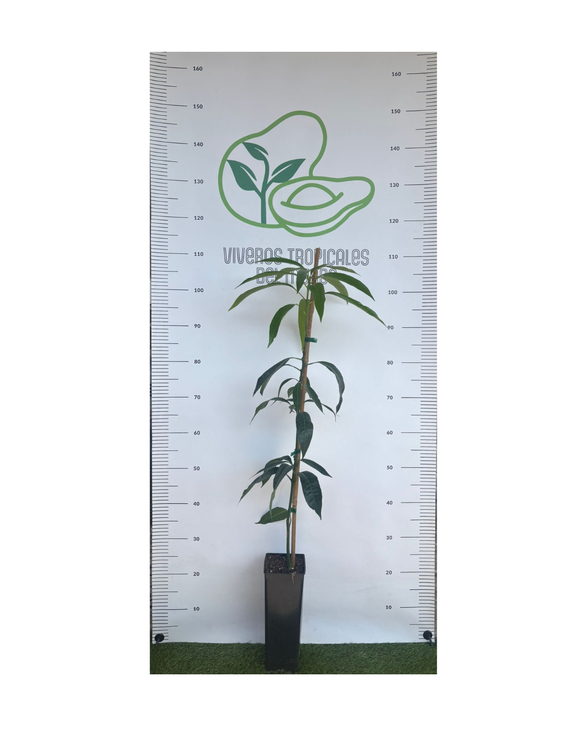 Planta de Mango Irwin Injertado 100 cm – Gomera 3 — Viveros Tropicales ...