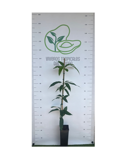 Planta de Mango Osteen injertado (patrón Gomera 3) en maceta de 2,5 litros