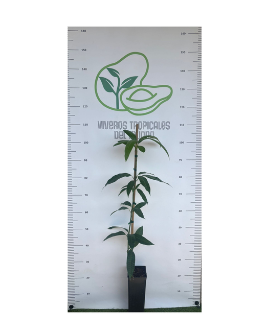 Planta de Mango Osteen injertado (patrón Gomera 3) en maceta de 2,5 litros