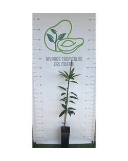 Planta de Mango Sensación injertada (Patrón Gomera 3) en maceta de 2,5L