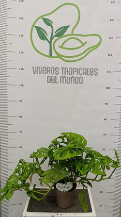 Planta Monstera Adansonii (Monstera friedrichsthalii)M-13