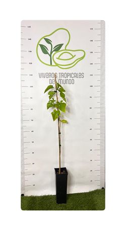 Planta de Moral Blanco - Ideal Para Maceta o Jardín