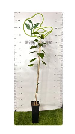 Planta de Moral Negro – Variedad Productiva y Resistente