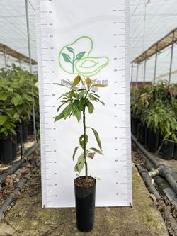 Planta o árbol de Aguacate Bacon (Persea Americana) Patrón porta injertos Mexicola /Planta de 1 año