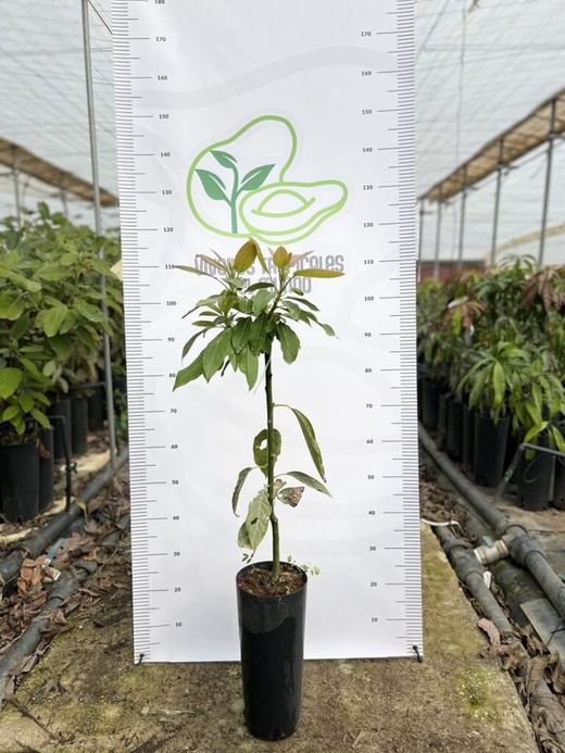Planta o árbol de Aguacate Bacon (Persea Americana) Patrón porta injertos Mexicola /Planta de 1 año