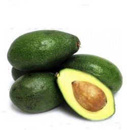 Planta o árbol de Aguacate Bacon (Persea Americana) Patrón porta injertos Mexicola /Planta de 1 año